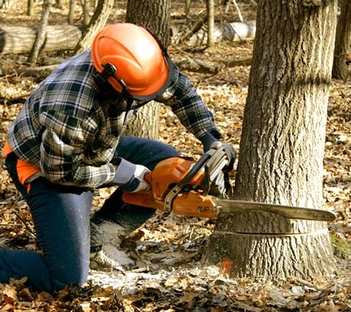 Tree Removal in Noble, OK